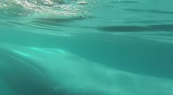 SUP Whale