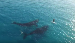SUP Whale
